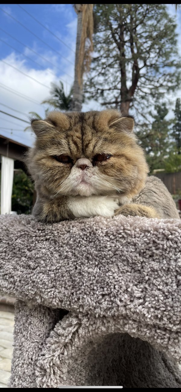 Safe Persian in Glendale, CA