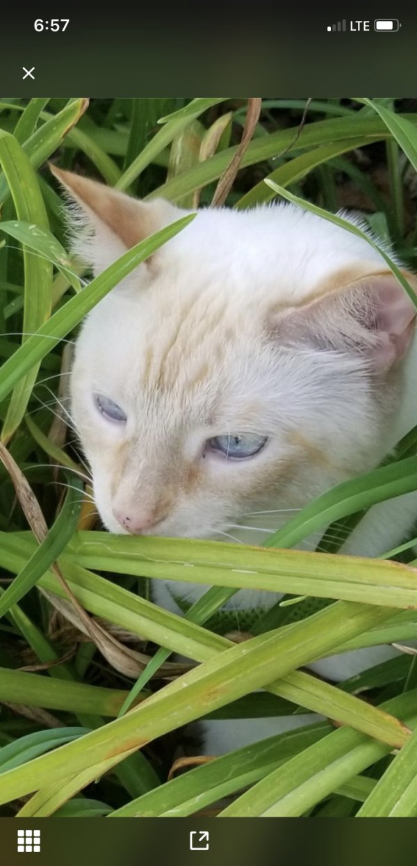 Safe Cat in Goodyear, AZ
