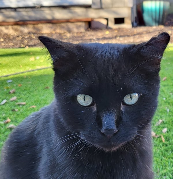 Safe Cat in Goodyear, AZ