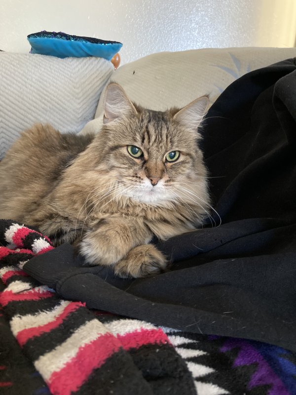 Lost Maine Coon 