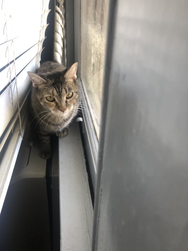 Safe Cat in North Little Rock, AR