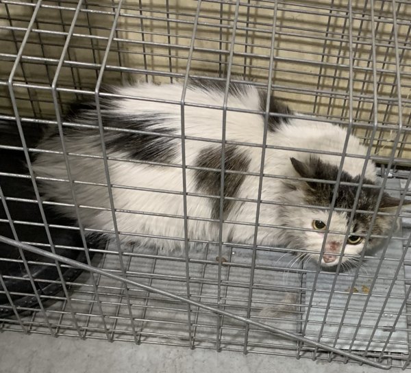 Safe Domestic Long Hair in Dundee, IL