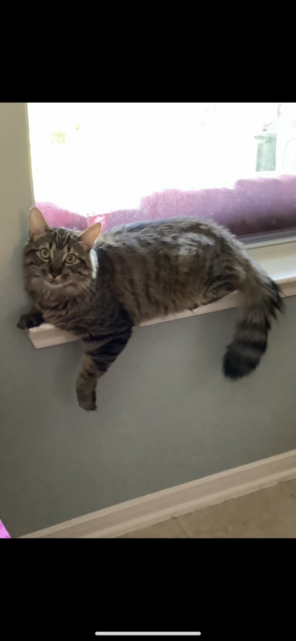 Safe Cat in Humble, TX