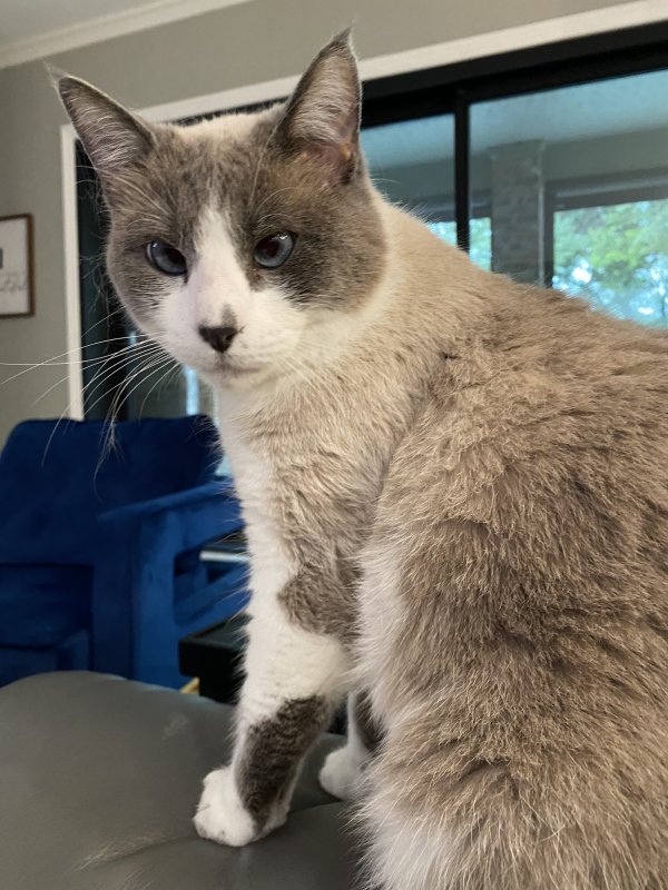 Safe Siamese in Plano, TX