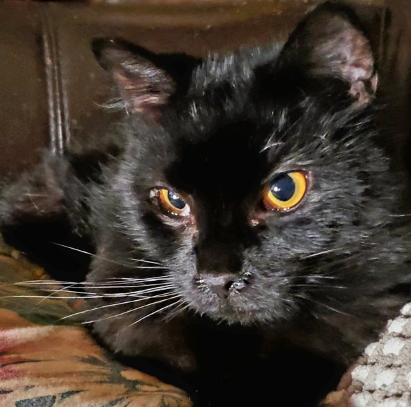Safe Domestic Short Hair in Elkton, MD