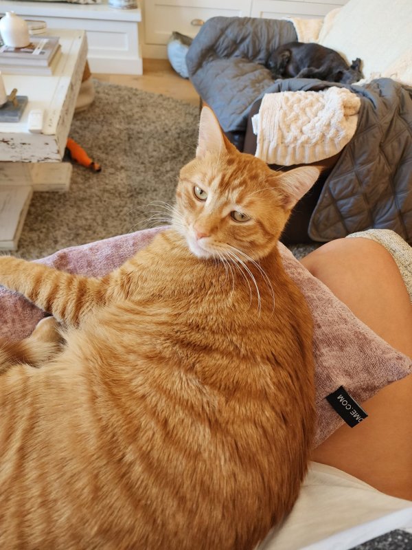 Safe Cat in Saint George, UT