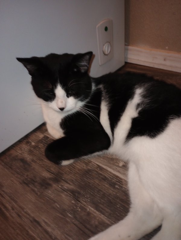 Safe Cat in Buckeye, AZ