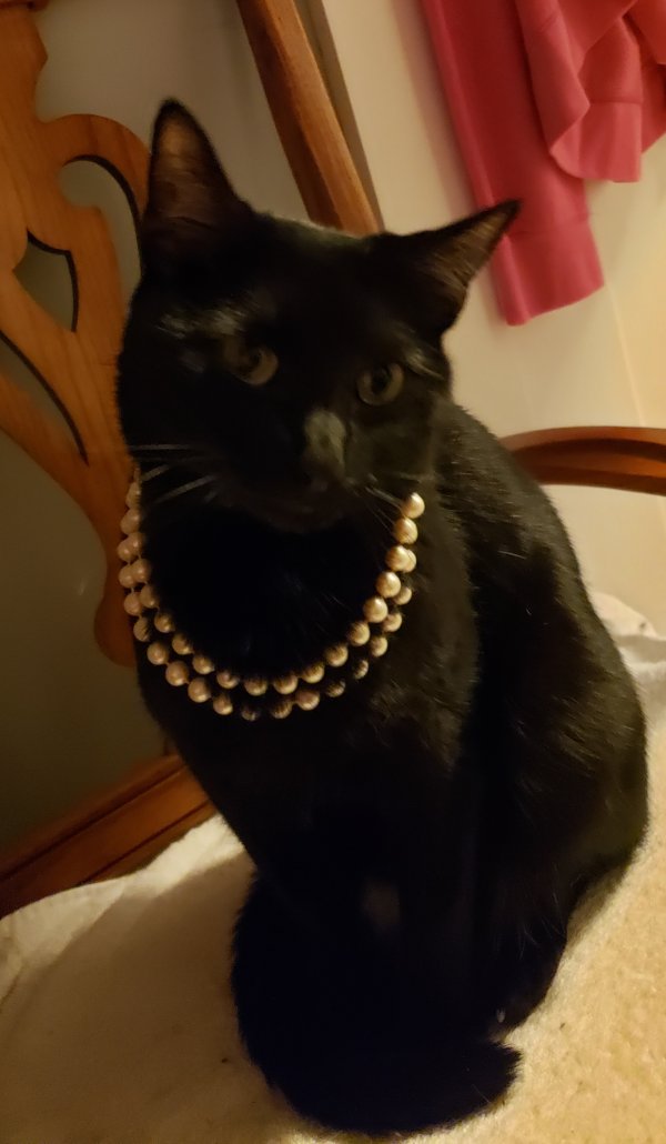 Safe American Shorthair in Plainfield, IL