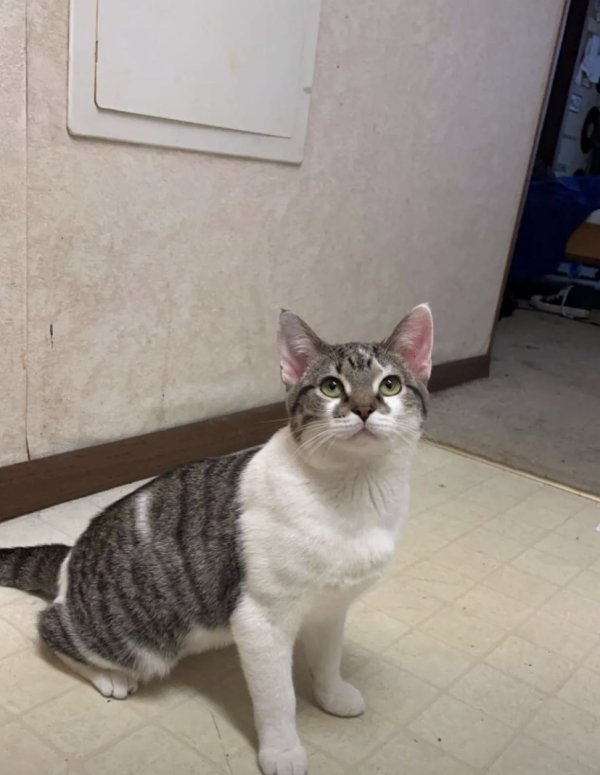 Safe American Shorthair in Columbus, OH