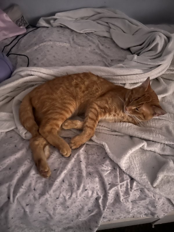 Safe Domestic Short Hair in Willoughby, OH
