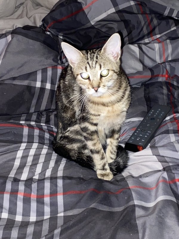 Lost Domestic Short Hair in Olyphant, PA