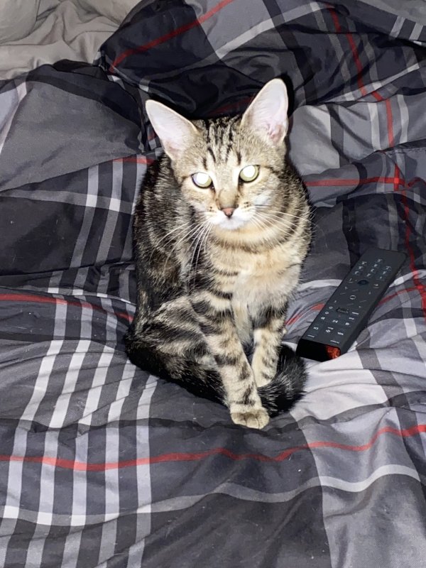 Safe Domestic Short Hair in Olyphant, PA