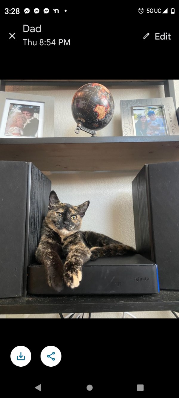 Safe Cat in Santa Rosa, CA