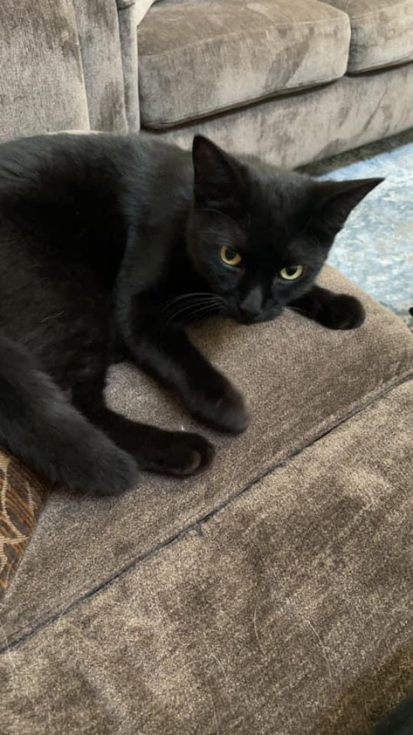 Safe Cat in Plano, TX