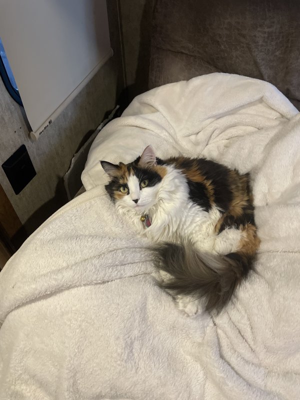 Safe Domestic Long Hair in El Cajon, CA