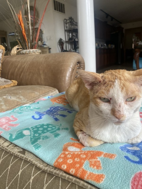 Safe Cat in Lansing, IL