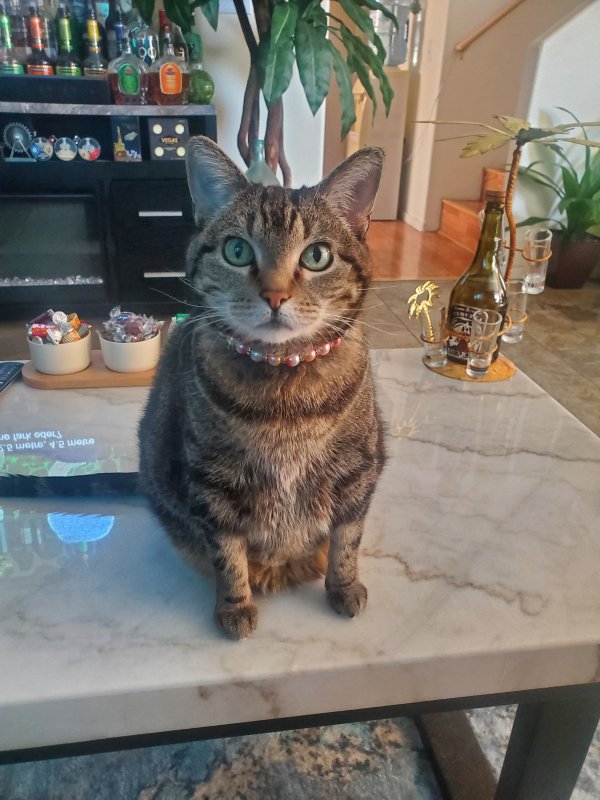 Safe American Shorthair in Las Vegas, NV