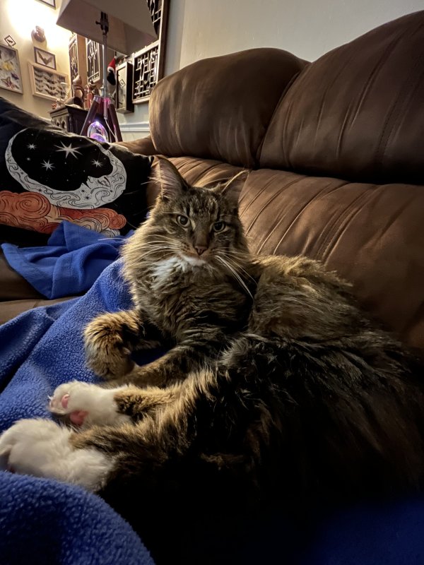 Safe Maine Coon in Portage, IN