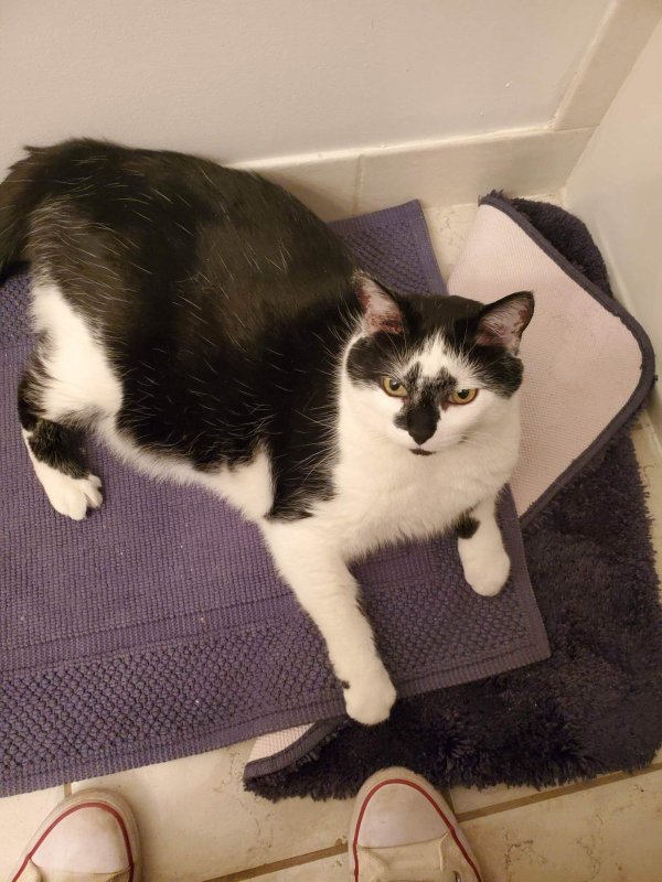 Lost American Shorthair 