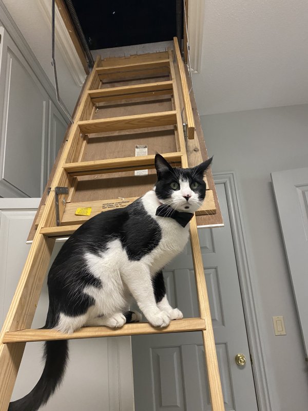 Safe Cat in Springfield, MO