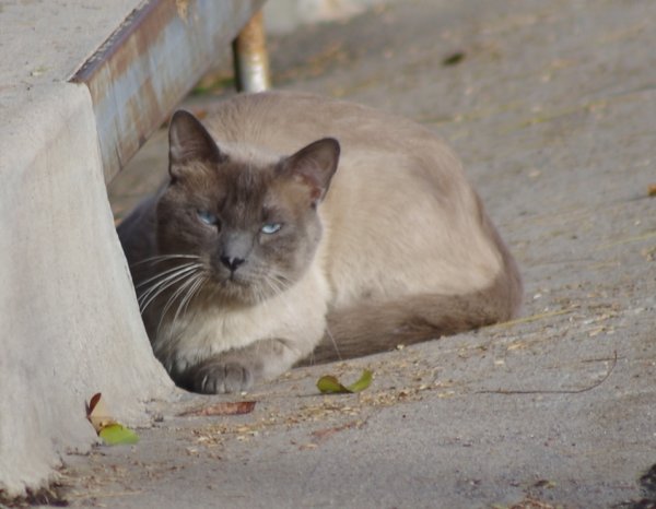 Safe Siamese in Chandler, AZ