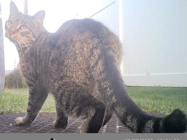 Found Bengal cat in Pennsylvania