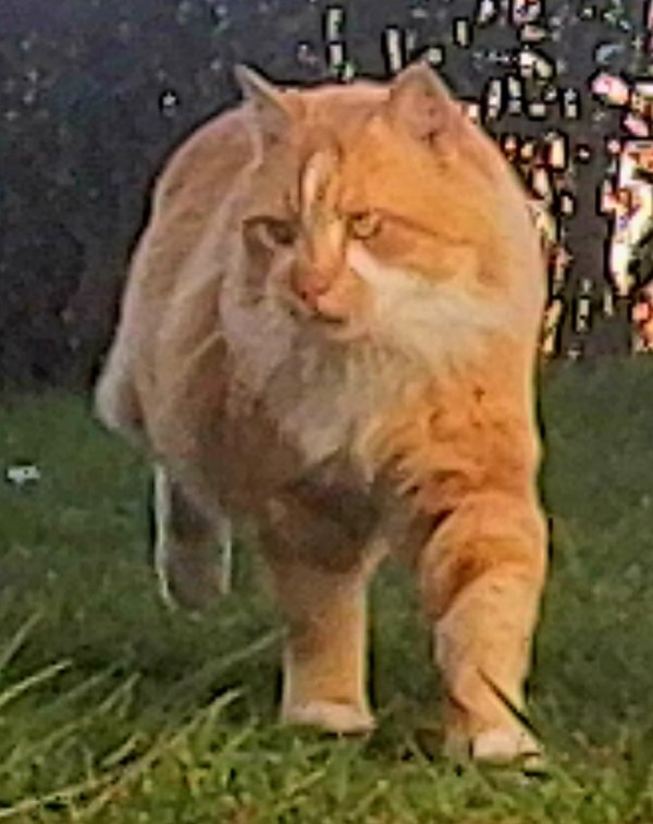Safe Cat in Pittston, PA