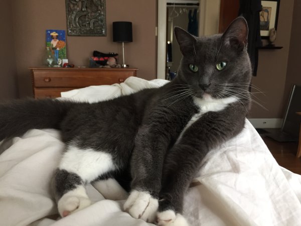 Safe Domestic Short Hair in Columbus, OH