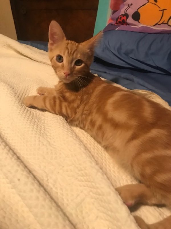 Safe Domestic Short Hair in Tucson, AZ