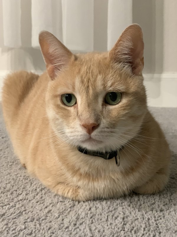 Safe American Shorthair in Sugar Land, TX