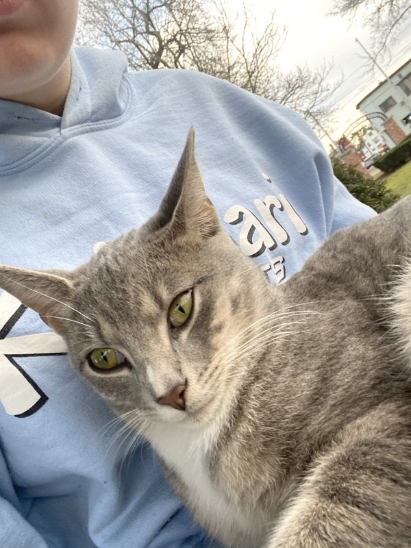 Safe Cat in Elmira, NY