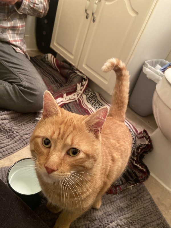 Safe Cat in Newark, DE