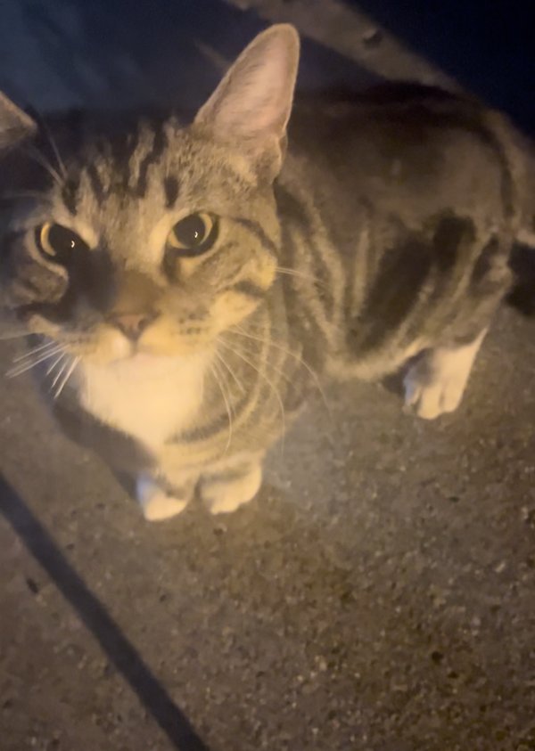 Found Cat in Indianapolis, IN