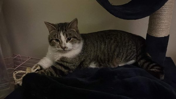 Found Cat in Bloomington, IN