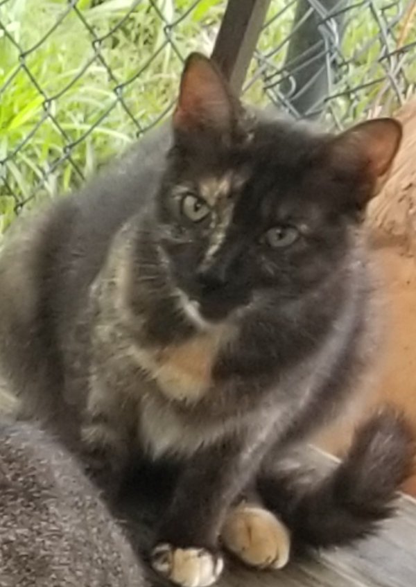 Lost Cat in Rosenberg, TX