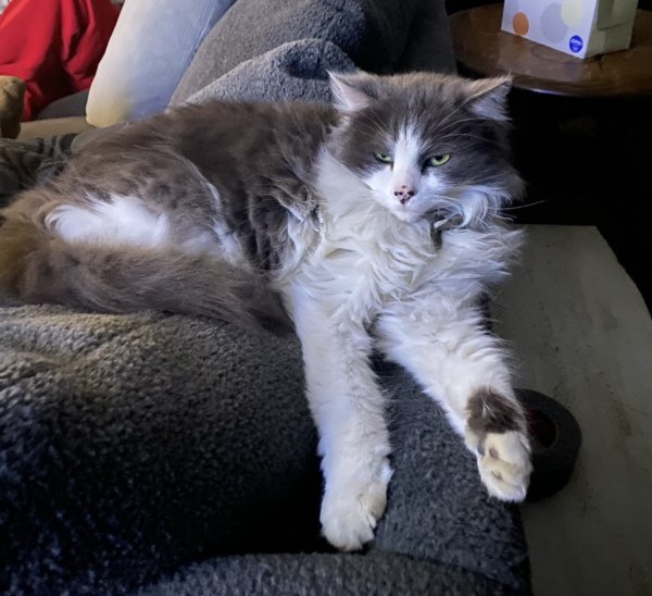 Lost Maine Coon in Utah