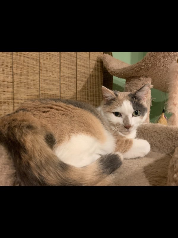 Safe Cat in Fort Myers, FL