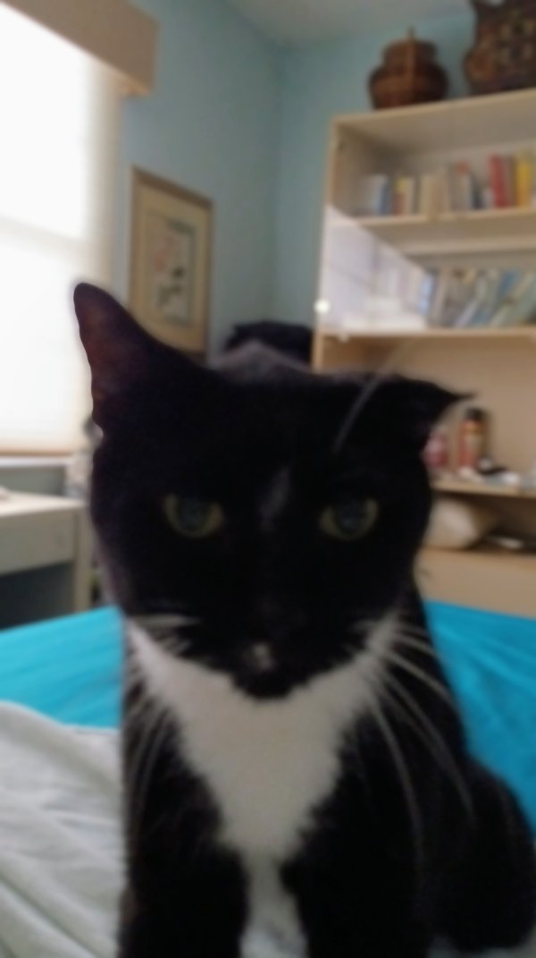 Safe Cat in Pompano Beach, FL