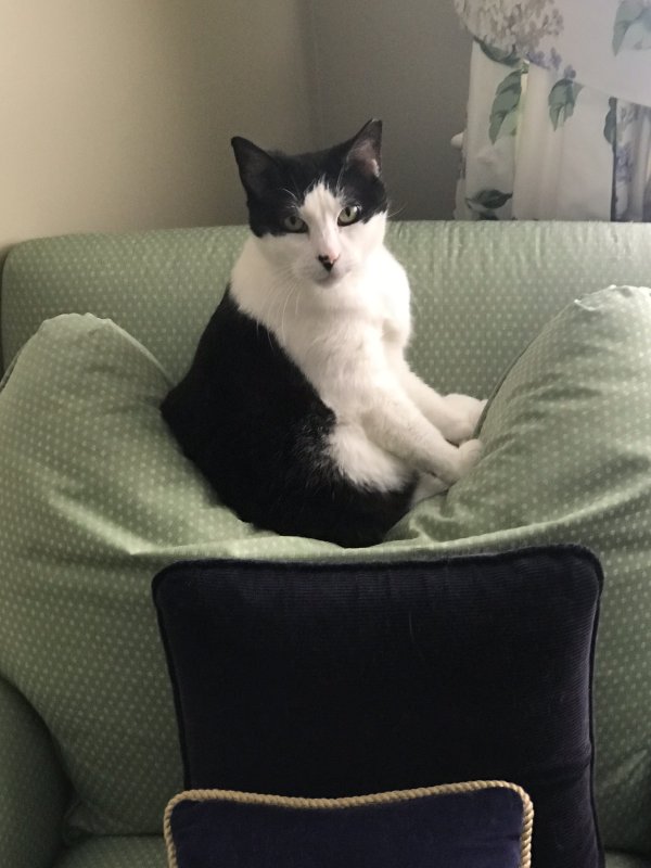 Safe Cat in Wilton, CT