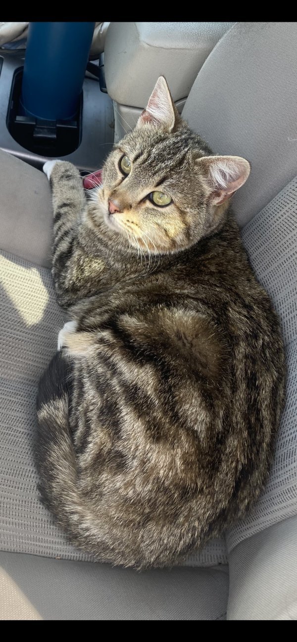 Safe Cat in Salt Lake City, UT
