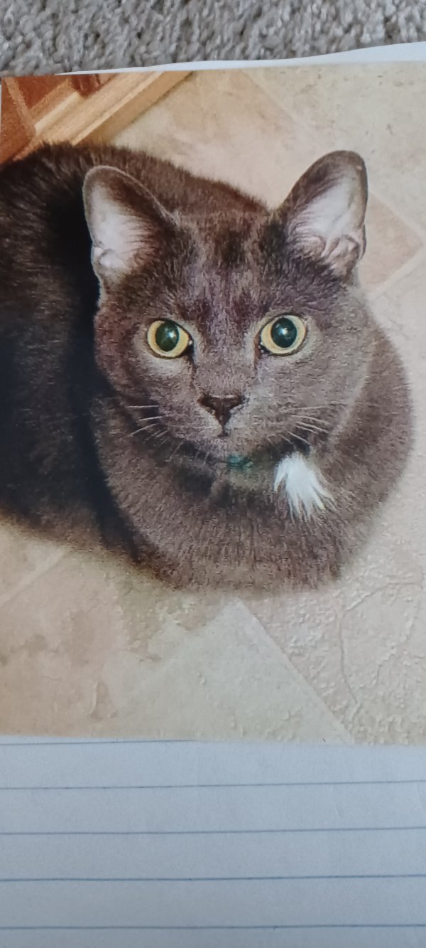 Safe Cat in Grove City, OH