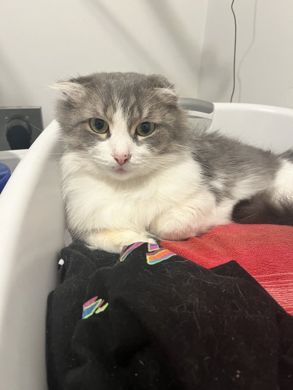 Safe Cat in Holland, MI