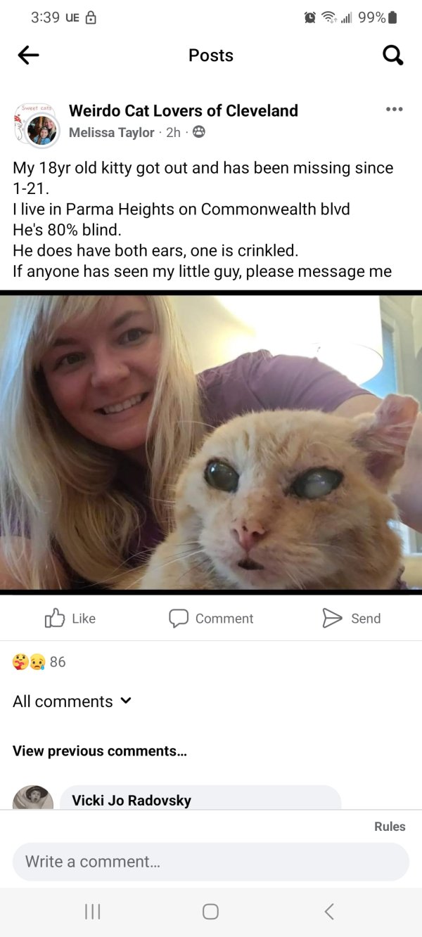 Safe Domestic Short Hair in Cleveland, OH