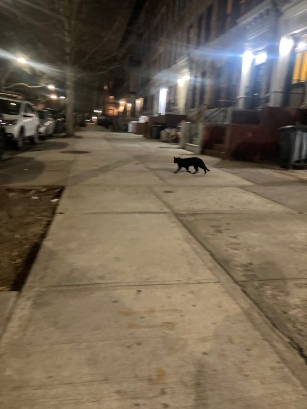 Safe Cat in Brooklyn, NY