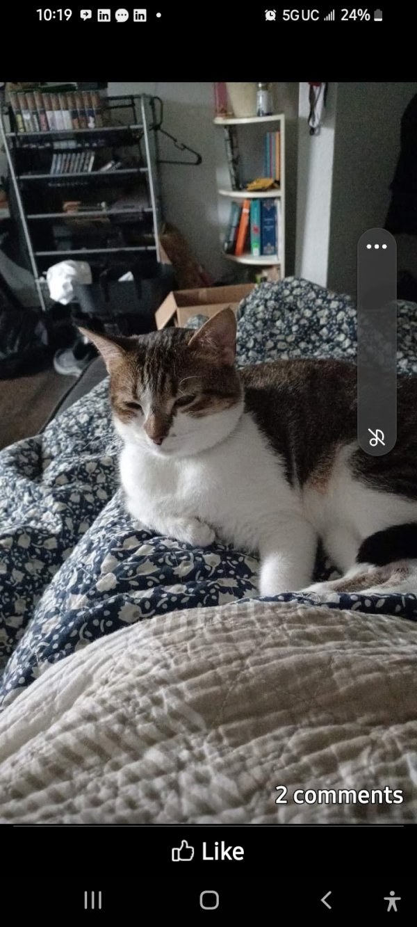 Safe Domestic Short Hair in Lexington, KY