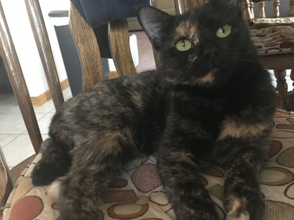 Safe Domestic Short Hair in Wyandotte, MI