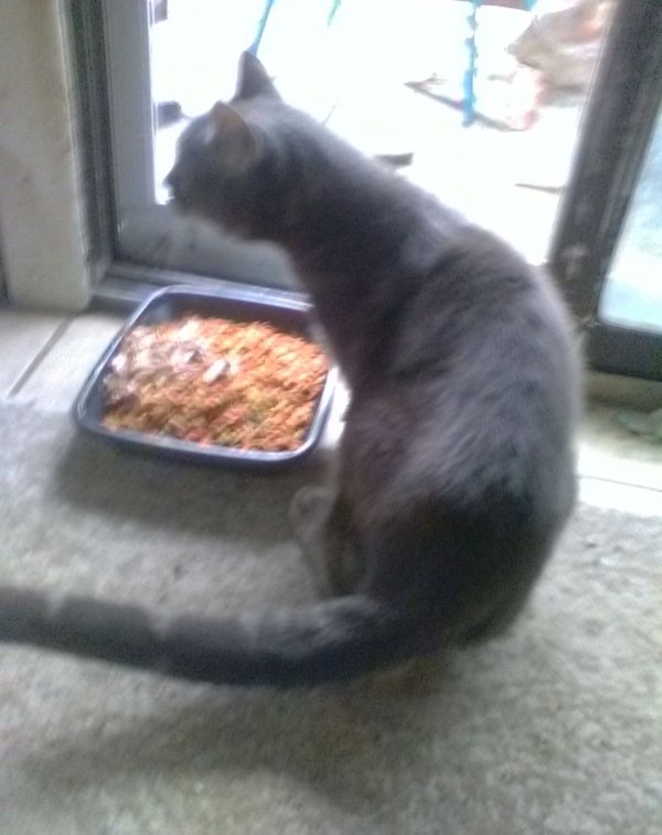 Safe Domestic Short Hair in Media, PA