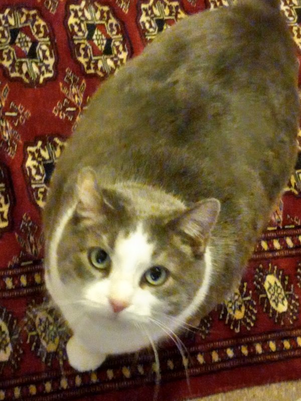 Safe Domestic Short Hair in Milwaukee, WI