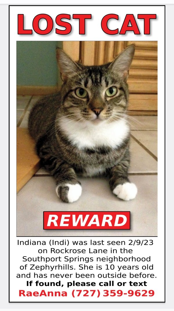 Safe Domestic Short Hair in Zephyrhills, FL