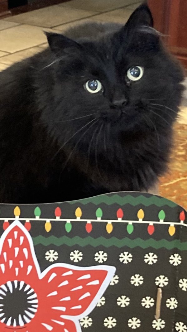 Safe Maine Coon in Broadview Heights, OH